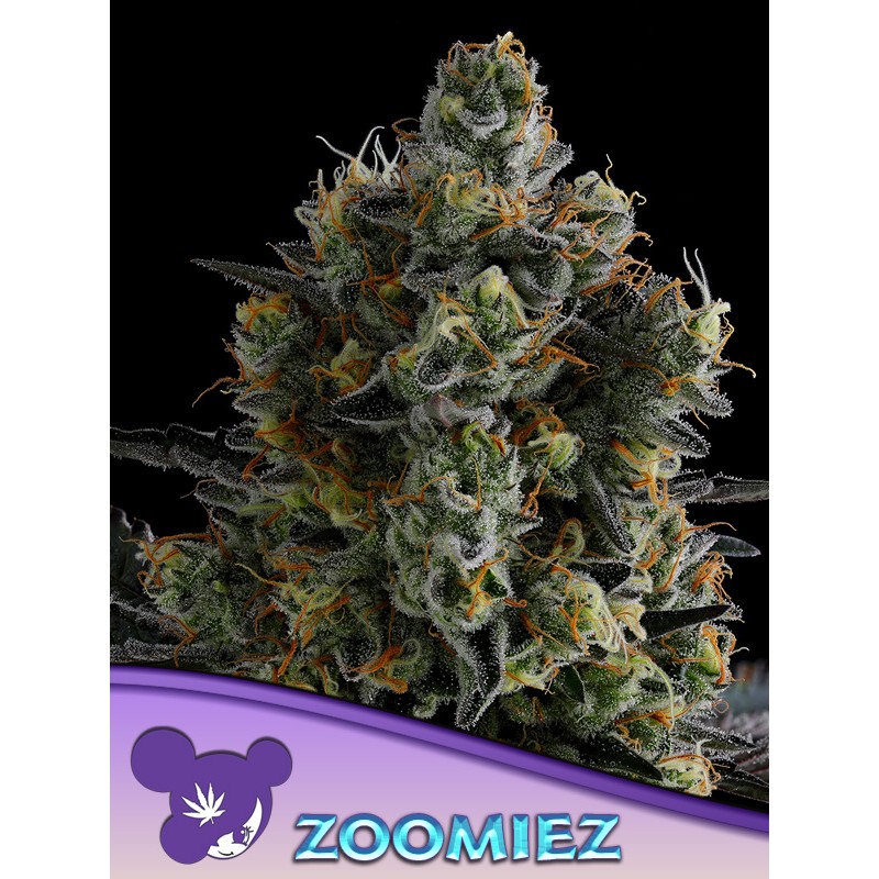 ZOOMIEZ · Anesia Seeds · kenevir tohum · Fem
