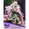 AMNESIA FLASH AUTO · Anesia Seeds · kenevir tohum · AutoFem