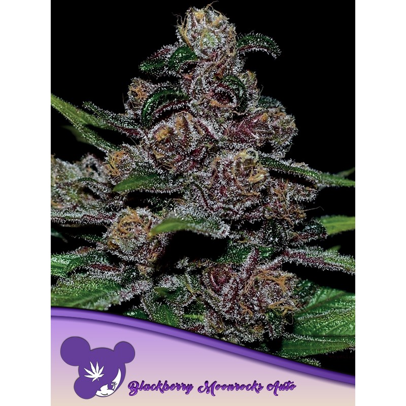 AUTO BLACKBERRY MOONROCKS · Anesia Seeds · kenevir tohum · AutoFem