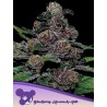 AUTO BLACKBERRY MOONROCKS · Anesia Seeds · kenevir tohum · AutoFem