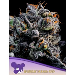 AUTO BLUEBERRY BANANA · Anesia Seeds · cannabis seeds · Auto Fem