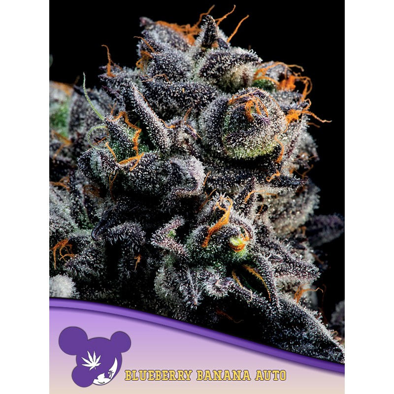 AUTO BLUEBERRY BANANA · Anesia Seeds · kenevir tohum · AutoFem