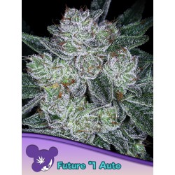 AUTO FUTURE 1 · Anesia Seeds · cannabis seeds · Auto Fem