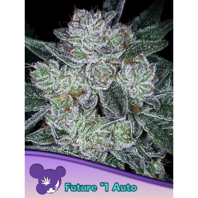 AUTO FUTURE 1 · Anesia Seeds · kenevir tohum · AutoFem