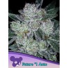 AUTO FUTURE 1 · Anesia Seeds · kenevir tohum · AutoFem