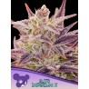 AUTO IMPERIUM X · Anesia Seeds · kenevir tohum · AutoFem