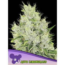 AUTO LEMONGRASS · Anesia Seeds · kenevir tohum · AutoFem