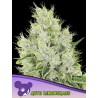 AUTO LEMONGRASS · Anesia Seeds · cannabis seeds · Auto Fem