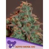 AUTO NOVA OG · Anesia Seeds · cannabis seeds · Auto Fem