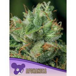 AFGHANICA · Anesia Seeds · cannabis seeds · Fem