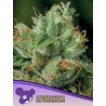 AFGHANICA · Anesia Seeds · cannabis seeds · Fem