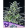 AUTO SLEEPY JOE · Anesia Seeds · kenevir tohum · AutoFem