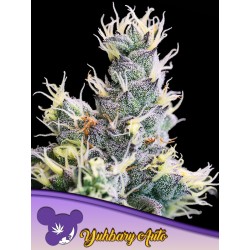 AUTO YUHBARY · Anesia Seeds · cannabis seeds · Auto Fem
