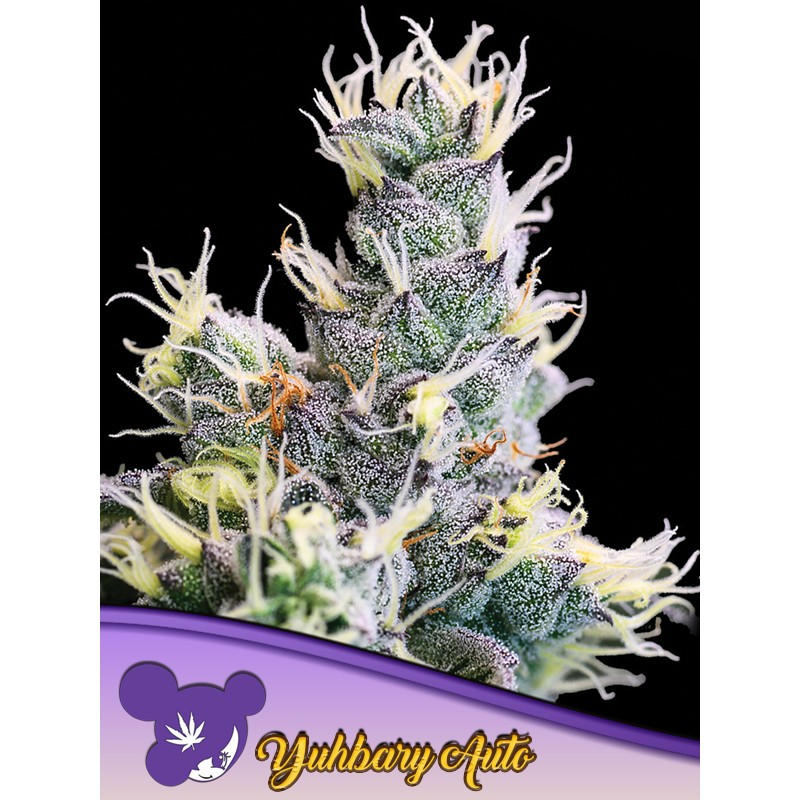 AUTO YUHBARY · Anesia Seeds · cannabis seeds · Auto Fem