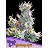 AUTO YUHBARY · Anesia Seeds · cannabis seeds · Auto Fem