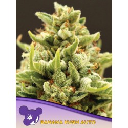 BANANA KUSH AUTO · Anesia Seeds · cannabis seeds · Auto Fem