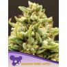 BANANA KUSH AUTO · Anesia Seeds · kenevir tohum · AutoFem