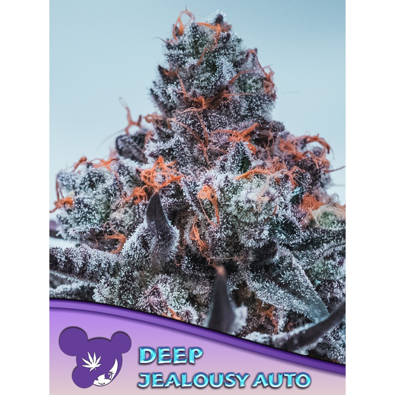 DEEP JEALOUSY AUTO · Anesia Seeds · kenevir tohum · AutoFem