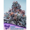 DEEP JEALOUSY AUTO · Anesia Seeds · kenevir tohum · AutoFem
