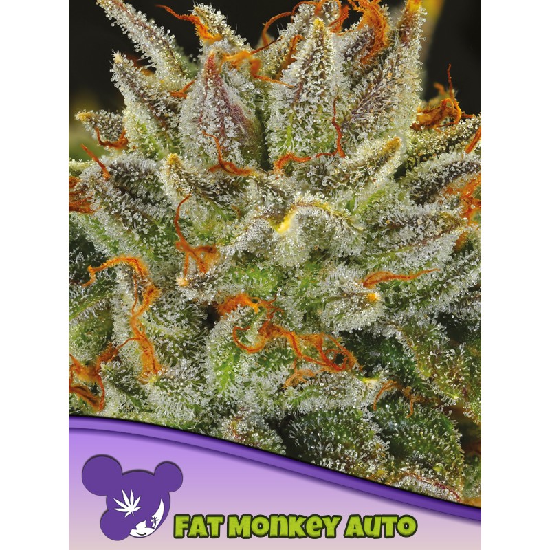 FAT MONKEY AUTO · Anesia Seeds · kenevir tohum · AutoFem