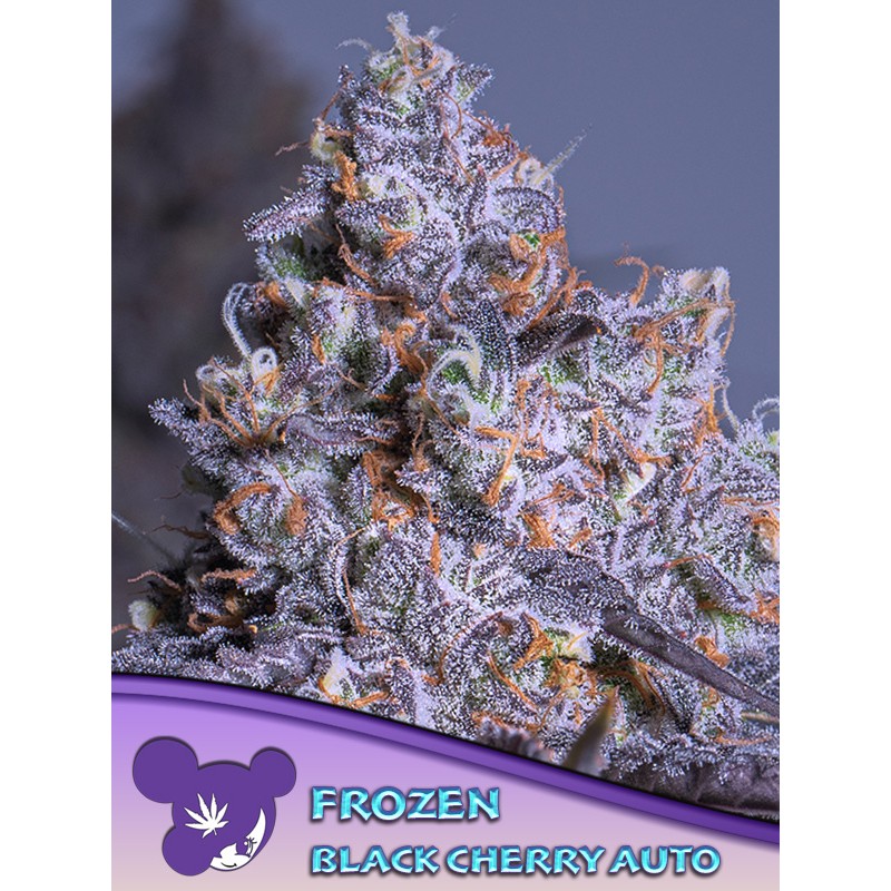 FROZEN BLACK CHERRY AUTO · Anesia Seeds · kenevir tohum · AutoFem