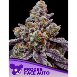 FROZEN FACE AUTO · Anesia Seeds · cannabis seeds · Auto Fem