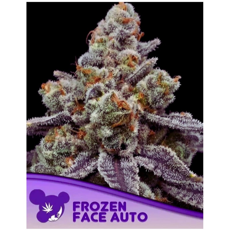 FROZEN FACE AUTO · Anesia Seeds · kenevir tohum · AutoFem