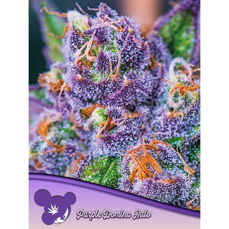 PURPLE DOMINA AUTO · Anesia Seeds · kenevir tohum · AutoFem