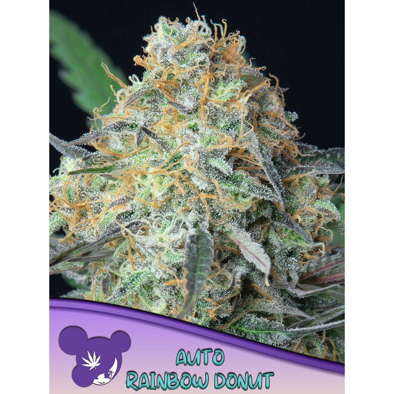 RAINBOW DONUT AUTO · Anesia Seeds · cannabis seeds · Auto Fem