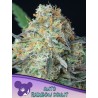 RAINBOW DONUT AUTO · Anesia Seeds · kenevir tohum · AutoFem