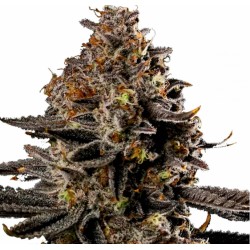 SMASHBERRY FUMEZ AUTO · Anesia Seeds · kenevir tohum · AutoFem
