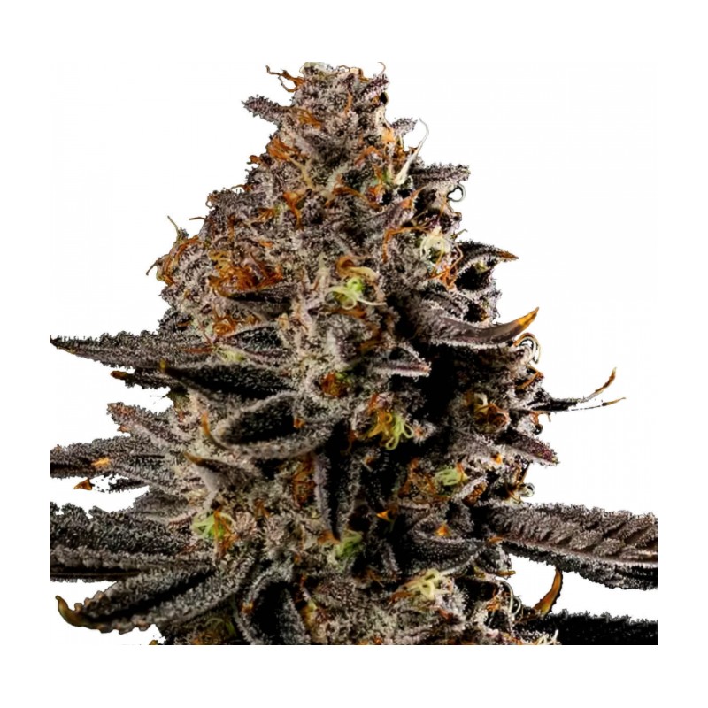 SMASHBERRY FUMEZ AUTO · Anesia Seeds · kenevir tohum · AutoFem