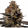 SMASHBERRY FUMEZ AUTO · Anesia Seeds · cannabis seeds · Auto Fem