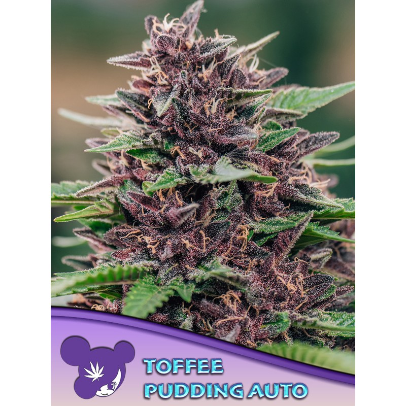 TOFFEE PUDDING AUTO · Anesia Seeds · kenevir tohum · AutoFem