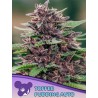 TOFFEE PUDDING AUTO · Anesia Seeds · kenevir tohum · AutoFem