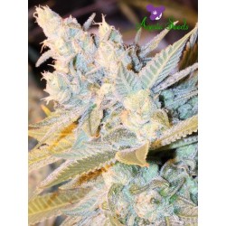 TRIPLE CHEESE AUTO · Anesia...