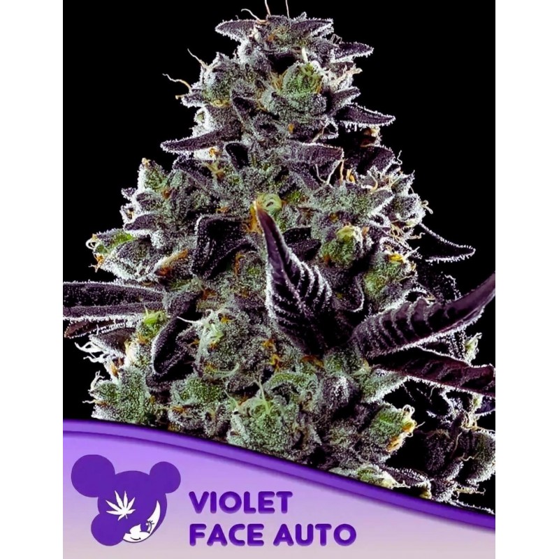 VIOLET FACE AUTO · Anesia Seeds · cannabis seeds · Auto Fem