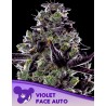VIOLET FACE AUTO · Anesia Seeds · kenevir tohum · AutoFem