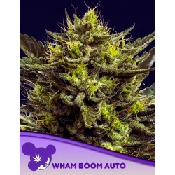 WHAM BOOM AUTO · Anesia Seeds · kenevir tohum · AutoFem