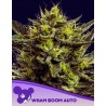 WHAM BOOM AUTO · Anesia Seeds · kenevir tohum · AutoFem