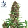 BUDDHA PURPLE KUSH · Buddha Seeds · cannabis seeds · Fem