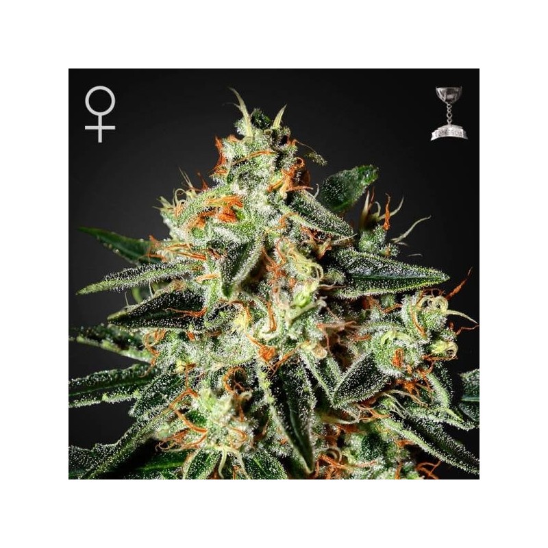 THE CHEESE · Green House Seeds · kenevir tohumu · Disi · Fem