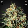 THE CHEESE · Green House Seeds · cannabis seeds · Fem