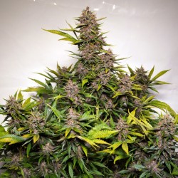 AUTO FORBIDDEN CHERRY · Dutch Passion · cannabis seeds · Auto Fem
