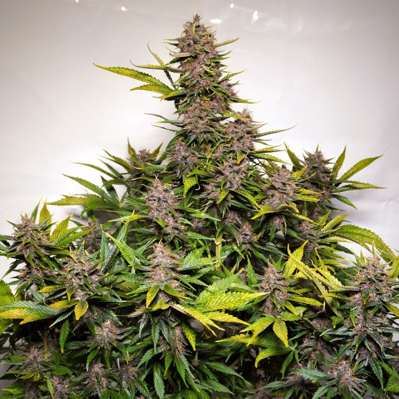 AUTO FORBIDDEN CHERRY · Dutch Passion · kenevir tohum · Disi · Auto Fem