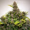 AUTO FORBIDDEN CHERRY · Dutch Passion · cannabis seeds · Auto Fem