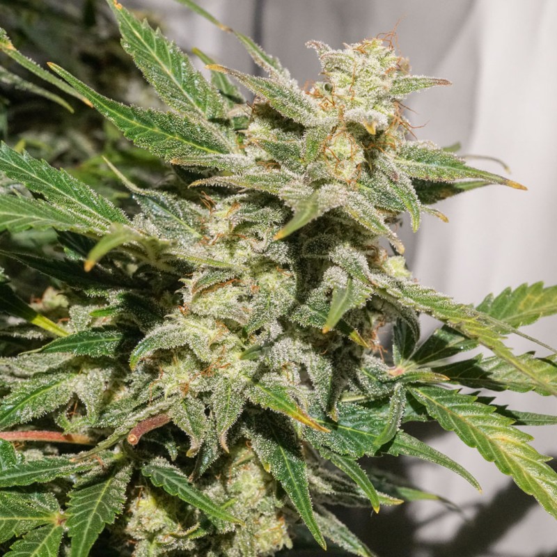 AUTO SFV OG · Dutch Passion · kenevir tohum · Disi · Auto Fem