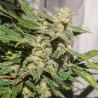 AUTO SFV OG · Dutch Passion · cannabis seeds · Auto Fem