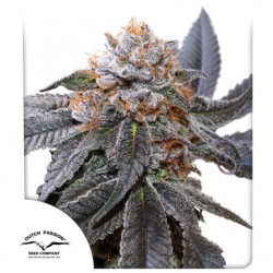 BLUE ZUSHI · Dutch Passion · kenevir tohum · Disi · Fem