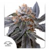 BLUE ZUSHI · Dutch Passion · kenevir tohum · Disi · Fem
